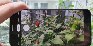 En iyi 5 bitki tanıma uygulaması önerisi