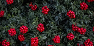 Yılbaşı denildiğinde akla gelen o bitki: Kokina Çiçeği