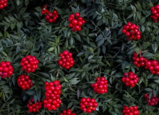 Yılbaşı denildiğinde akla gelen o bitki: Kokina Çiçeği