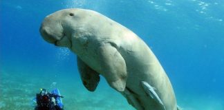 Milyonlarca yıl öncesinden bir fosil vahşi karşılaşmayı gözler önüne seriyor