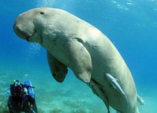 Milyonlarca yıl öncesinden bir fosil vahşi karşılaşmayı gözler önüne seriyor