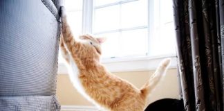 Kediler, neden mobilyalarınızı tırmalıyor ve nasıl önleyebilirsiniz! kedilerin-tırmalama-alışkanlıkları