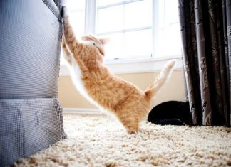 Kediler, neden mobilyalarınızı tırmalıyor ve nasıl önleyebilirsiniz! kedilerin-tırmalama-alışkanlıkları