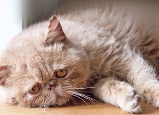 Kedilerin, ölen arkadaşları için yas tuttuğu ortaya çıktı