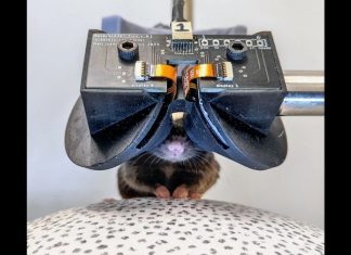 Mikro düzeyde sanal gerçeklik: Fareler için VR devrimi başlıyor