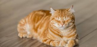 Yapay zekanın hayvan seslerini insan dillerine çevirmesi mümkün mü? İşte cevabı