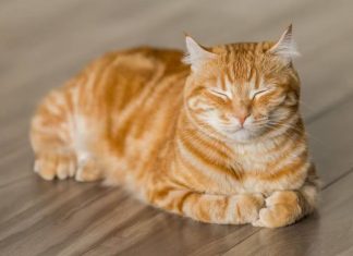 Yapay zekanın hayvan seslerini insan dillerine çevirmesi mümkün mü? İşte cevabı