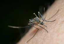 Sivrisineklerden İlham Alan 3D Yazıcı Nozulu Üretimde Yeni dönem Başlatıyor Sivrisineklerle 3D Yazıcı Nozulu