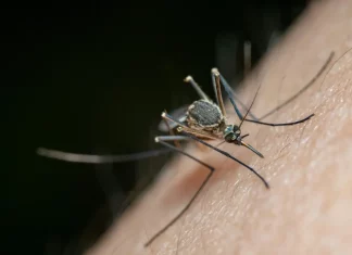 Sivrisineklerden İlham Alan 3D Yazıcı Nozulu Üretimde Yeni dönem Başlatıyor Sivrisineklerle 3D Yazıcı Nozulu