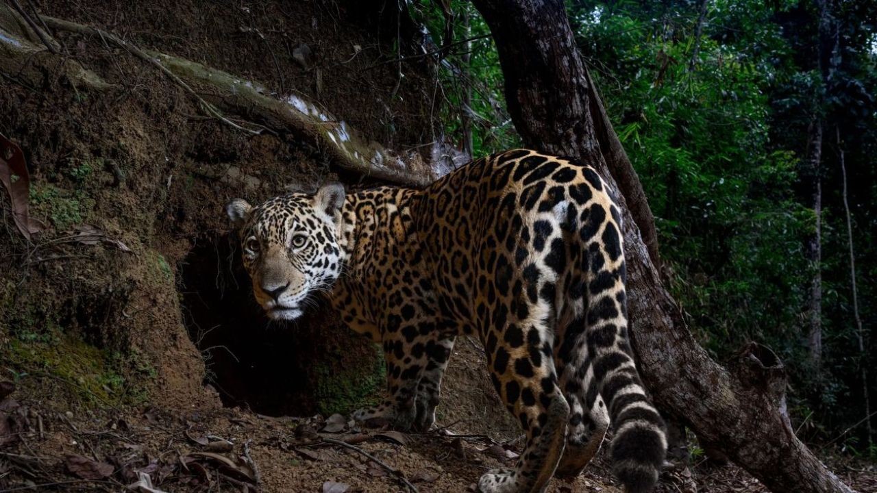 National Graphic 2025 Albümü