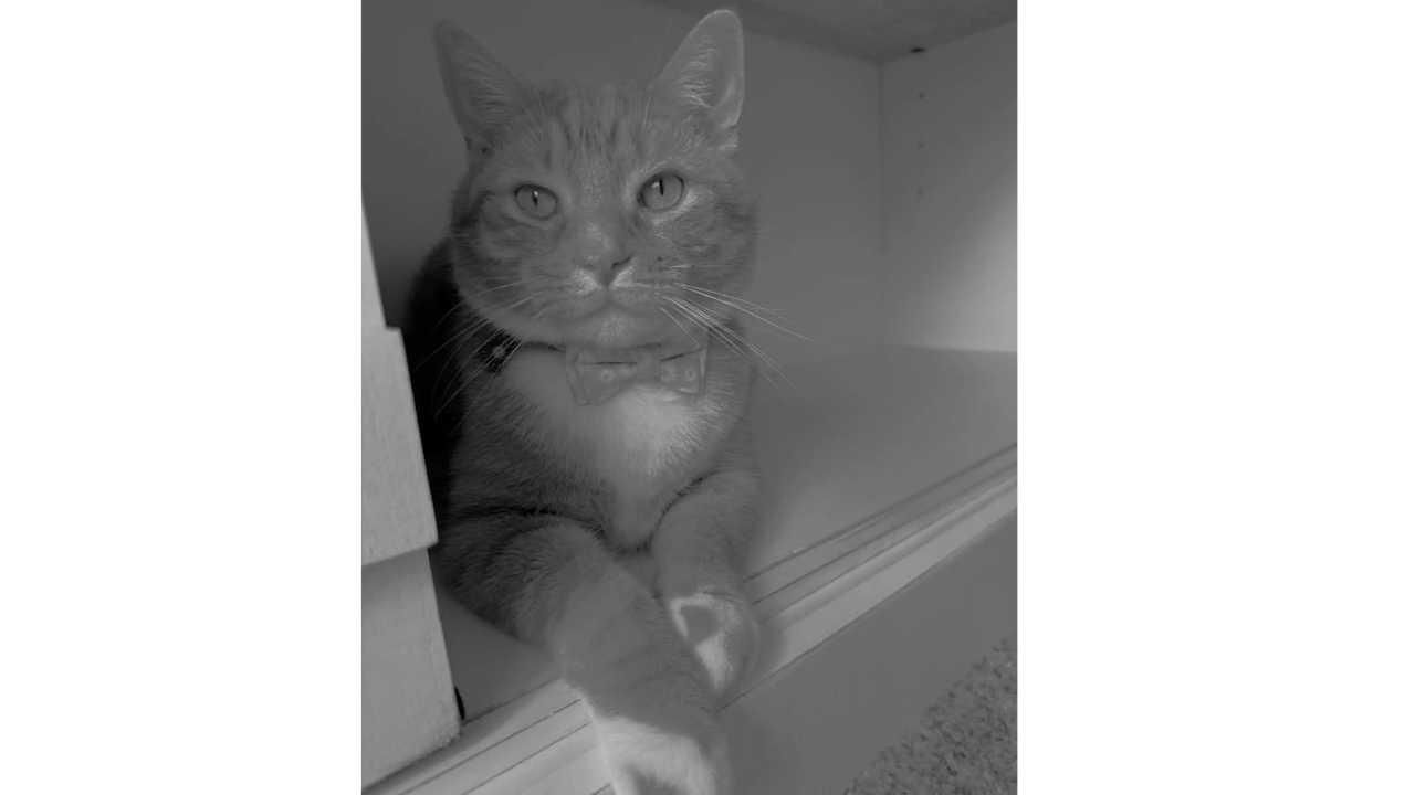 Instagram siyah beyaz hatası